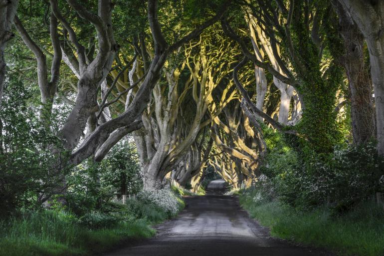 Bukowa aleja w Dark Hedges