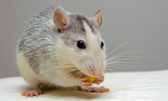 Czy AC obejmuje szkody wyrządzone przez gryzonie?